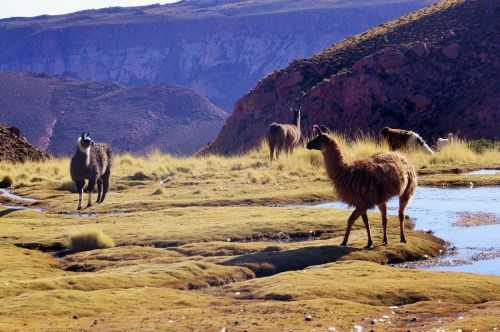 TREKKING NEL DESERTO DI ATACAMA 2015